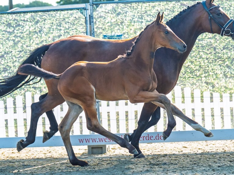Westphalian Stallion Foal (06/2025) Brown in M&#xFC;nster-Handorf