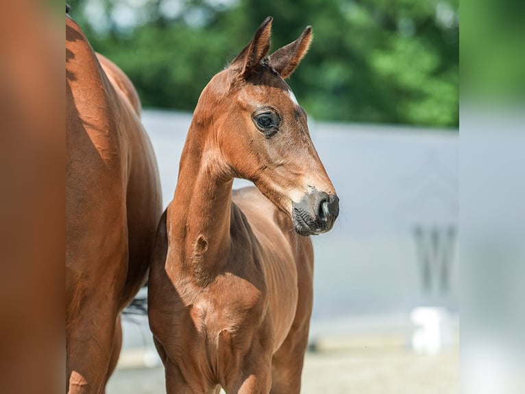 Westphalian Stallion Foal (05/2024) Brown in Münster-Handorf