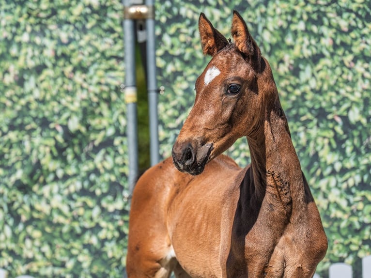 Westphalian Stallion  Brown in M&#xFC;nster Handorf