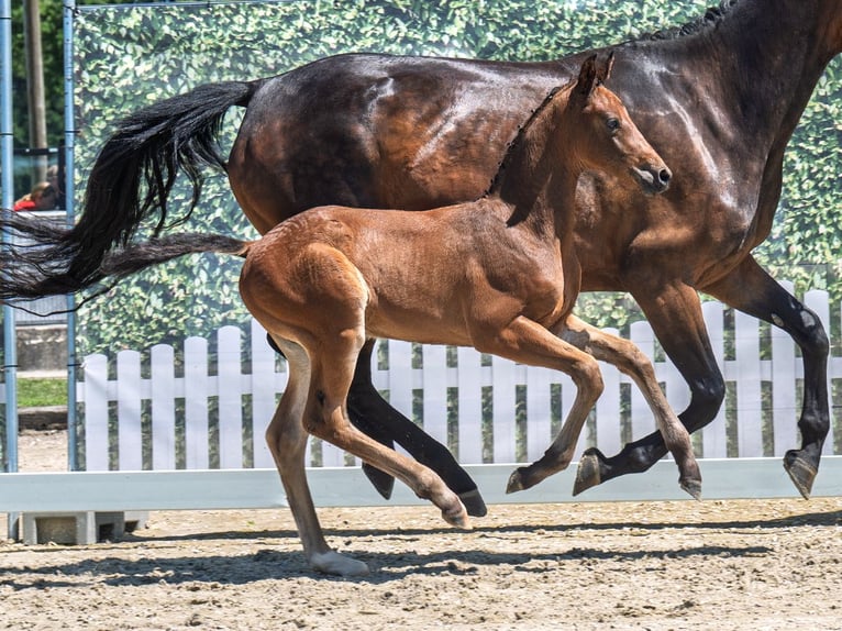 Westphalian Stallion  Brown in M&#xFC;nster Handorf