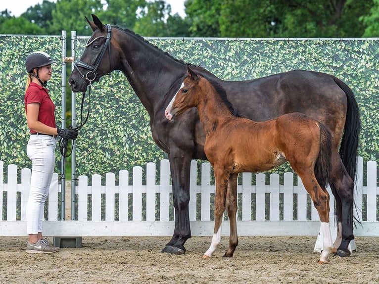 Westphalian Stallion Foal (05/2025) Brown in M&#xFC;nster-Handorf