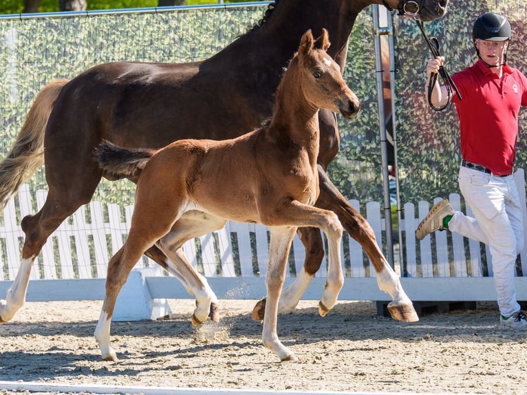 Westphalian Stallion Foal (03/2026) Brown in Münster-Handorf
