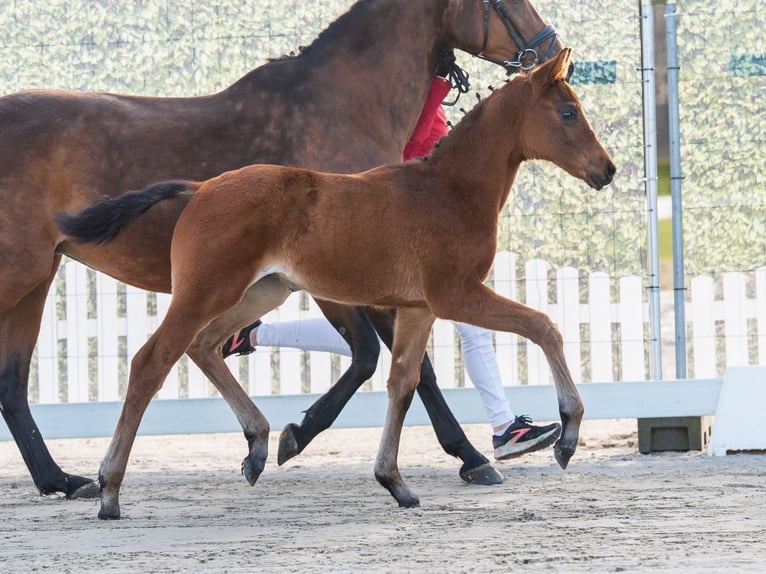 Westphalian Stallion Foal (02/2026) Brown in Münster-Handorf