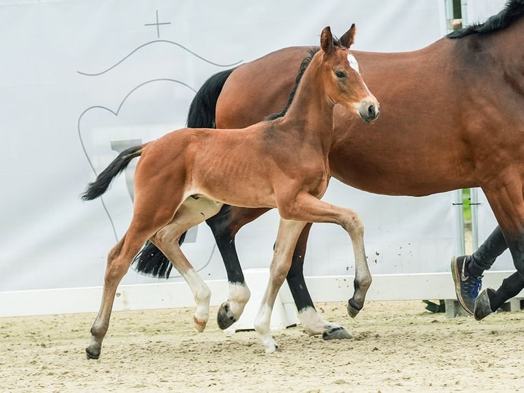 Westphalian Stallion Foal (05/2024) Brown in Münster-Handorf