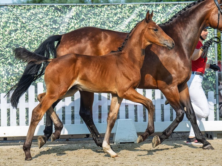 Westphalian Stallion Foal (06/2025) Brown in M&#xFC;nster-Handorf