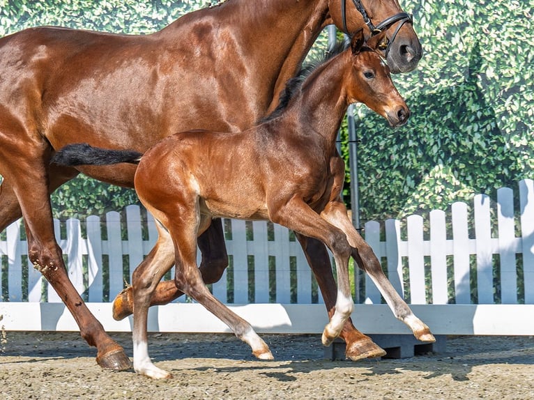 Westphalian Stallion  Brown in M&#xFC;nster Handorf