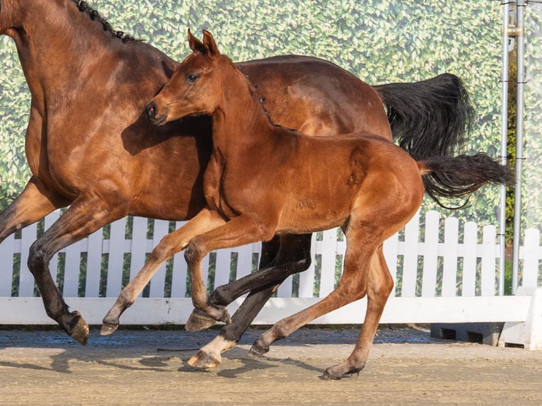 Westphalian Stallion Foal (02/2026) Brown in Münster-Handorf