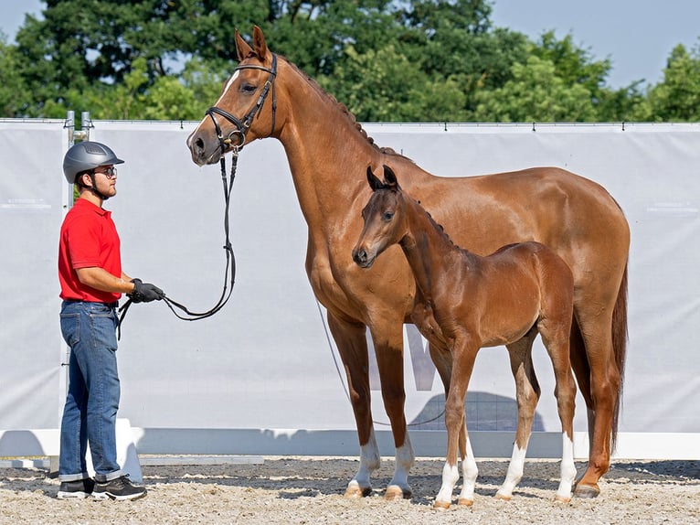 Westphalian Stallion Foal (04/2023) Brown in Münster-Handorf
