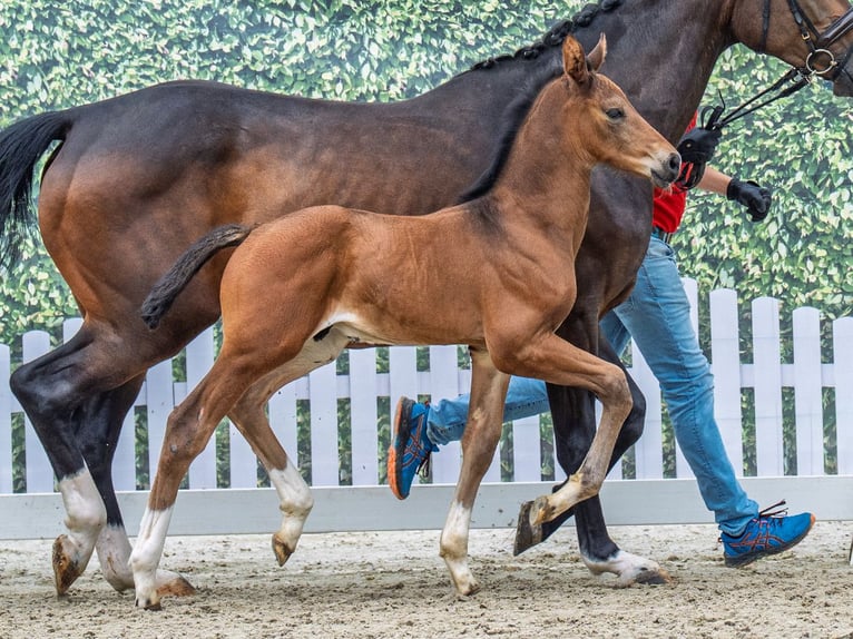 Westphalian Stallion  Brown in M&#xFC;nster Handorf