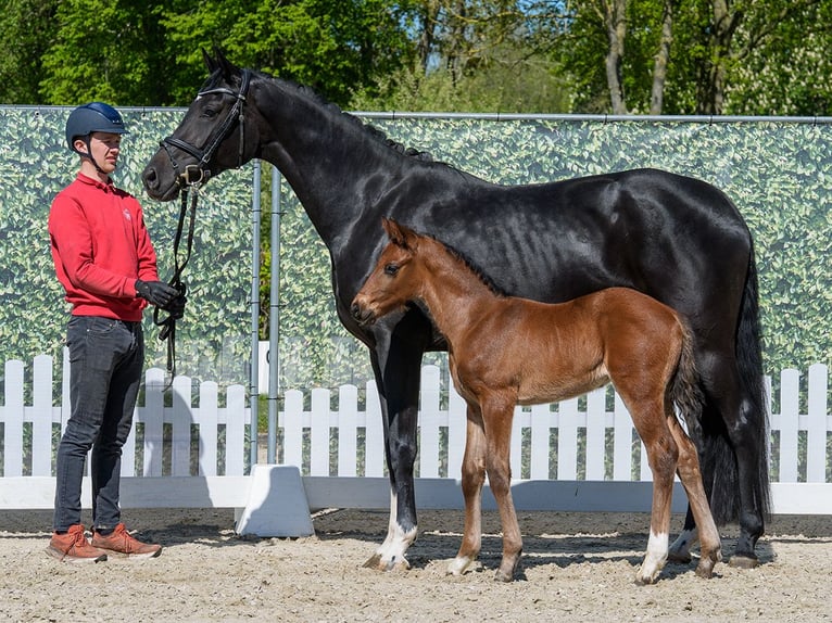 Westphalian Stallion Foal (04/2026) Brown in Münster-Handorf