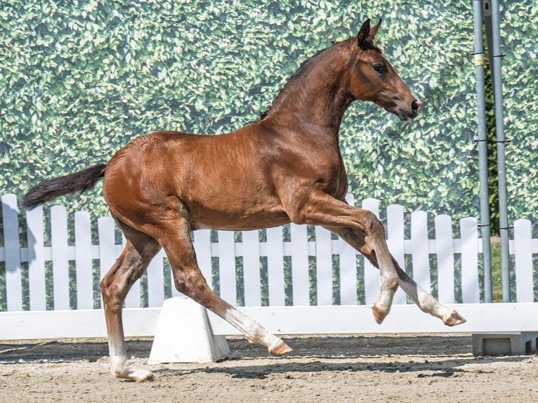 Westphalian Stallion  Brown in M&#xFC;nster Handorf