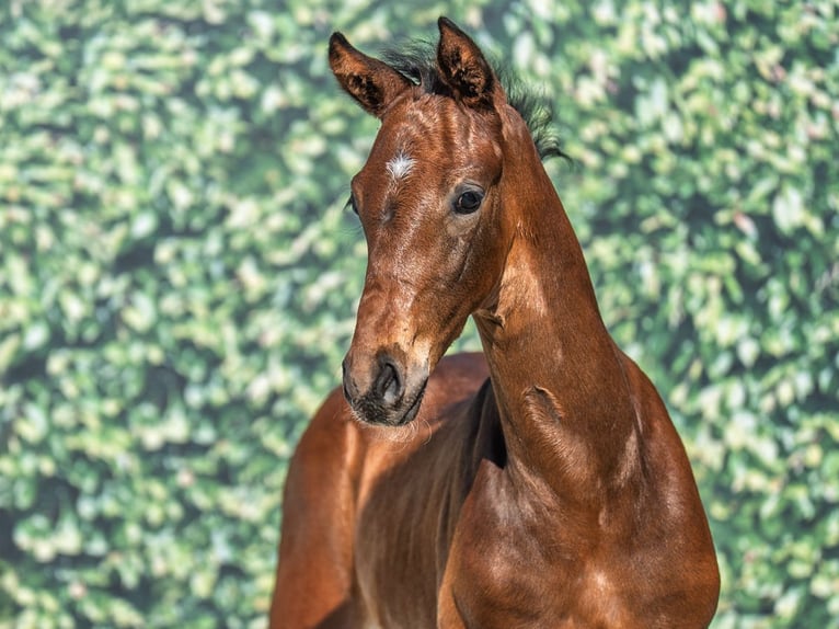 Westphalian Stallion  Brown in M&#xFC;nster Handorf
