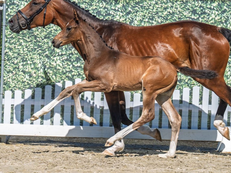 Westphalian Stallion  Brown in M&#xFC;nster Handorf