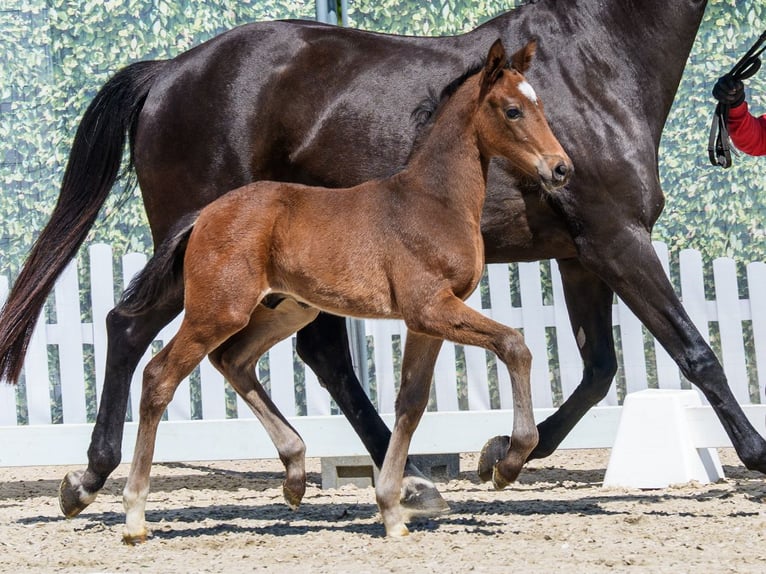 Westphalian Stallion Foal (03/2026) Brown in Münster-Handorf