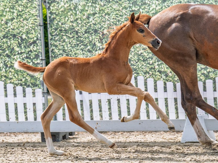 Westphalian Stallion  Brown in M&#xFC;nster Handorf