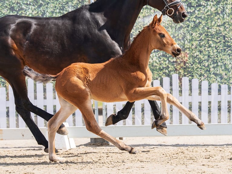 Westphalian Stallion Foal (02/2026) Brown in Münster-Handorf