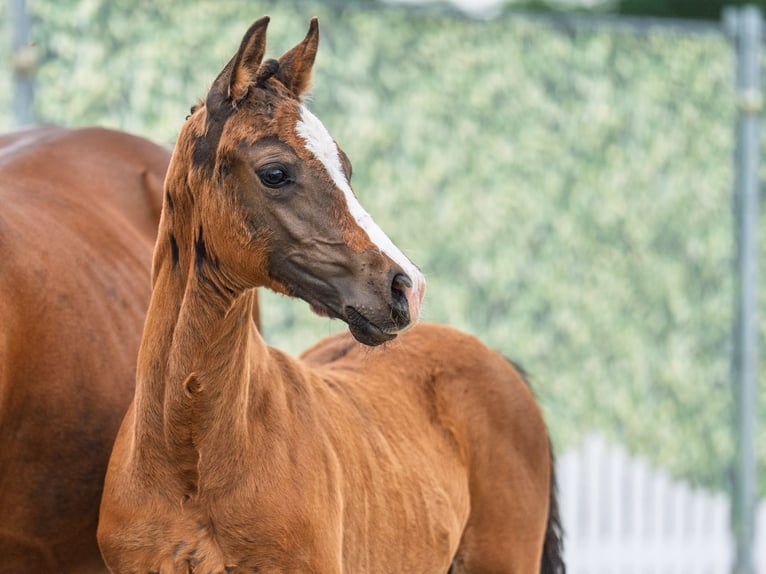 Westphalian Stallion  Brown in M&#xFC;nster Handorf