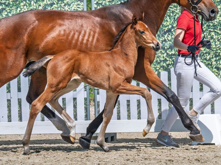 Westphalian Stallion  Brown in M&#xFC;nster Handorf