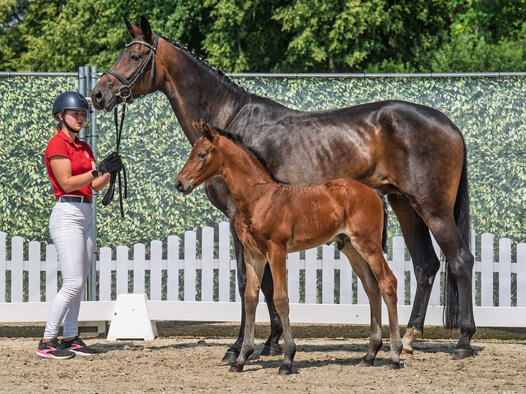 Westphalian Stallion  Brown in M&#xFC;nster Handorf