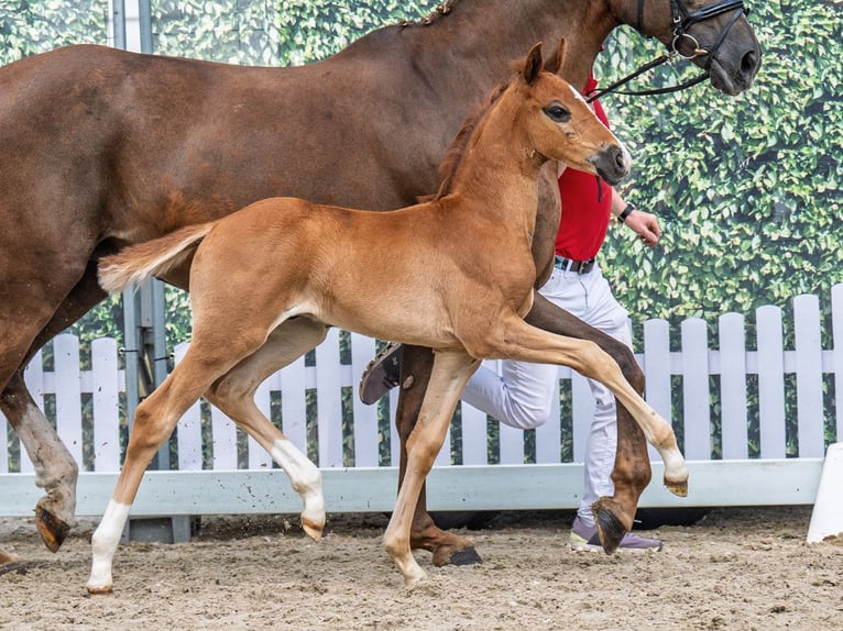 Westphalian Stallion  Brown in M&#xFC;nster Handorf