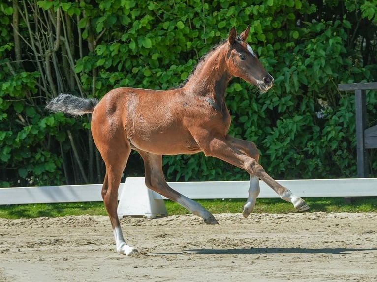 Westphalian Stallion Foal (04/2024) Brown in Münster-Handorf