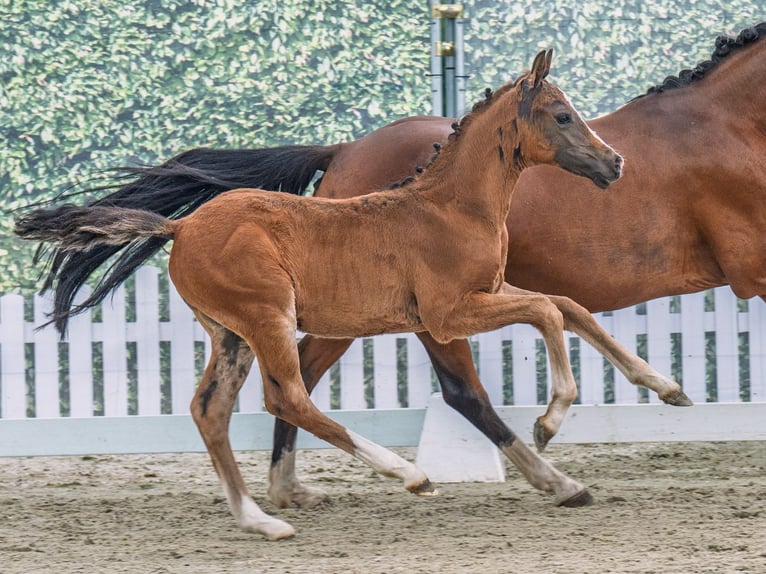 Westphalian Stallion  Brown in M&#xFC;nster Handorf