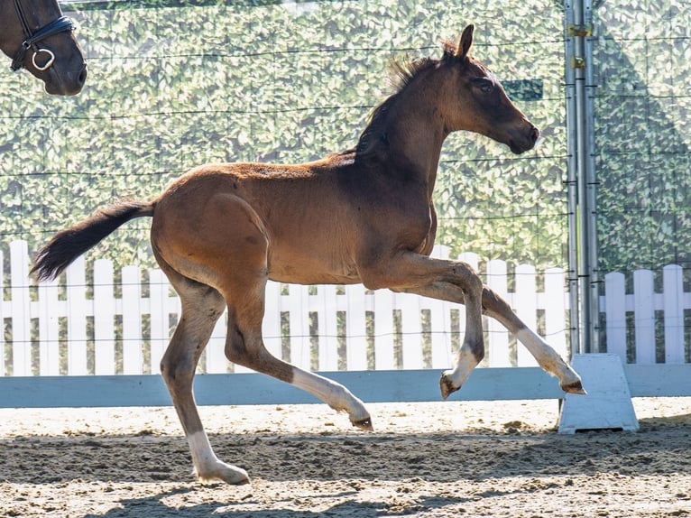 Westphalian Stallion Foal (04/2025) Brown in M&#xFC;nster-Handorf