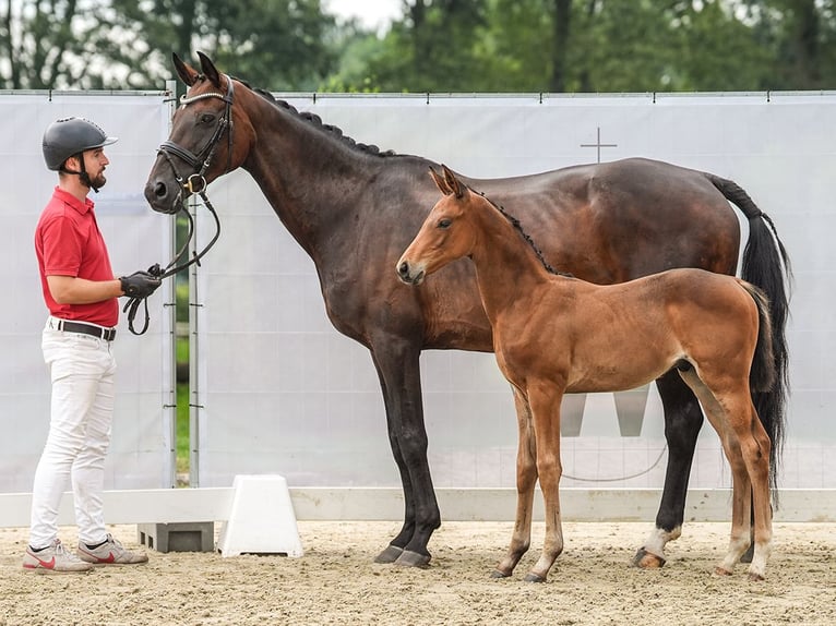 Westphalian Stallion Foal (06/2024) Brown in Münster-Handorf