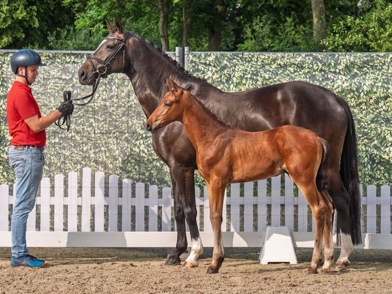 Westphalian Stallion  Brown in M&#xFC;nster Handorf