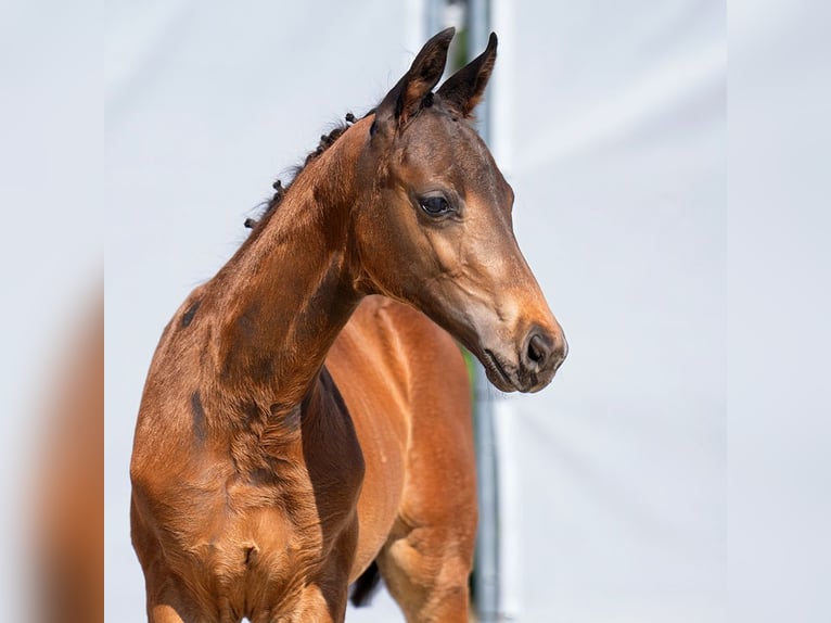 Westphalian Stallion Foal (04/2023) Brown in Münster-Handorf