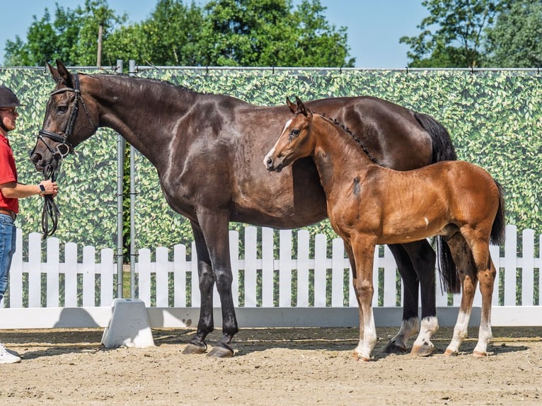Westphalian Stallion  Brown in M&#xFC;nster Handorf