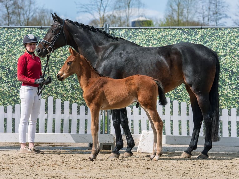Westphalian Stallion Foal (02/2026) Brown in Münster-Handorf