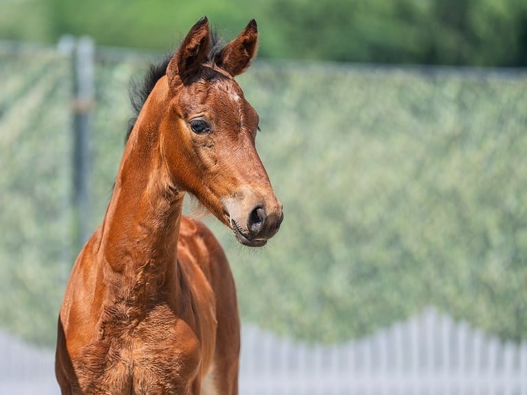 Westphalian Stallion  Brown in M&#xFC;nster Handorf
