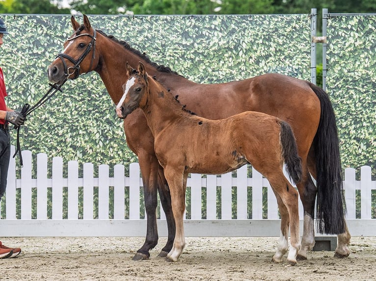 Westphalian Stallion  Brown in M&#xFC;nster Handorf