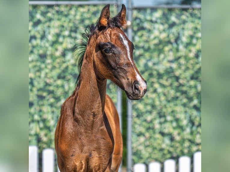 Westphalian Stallion Foal (04/2025) Brown in M&#xFC;nster-Handorf