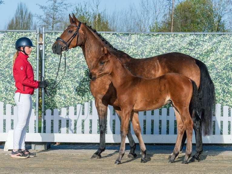Westphalian Stallion Foal (02/2026) Brown in Münster-Handorf