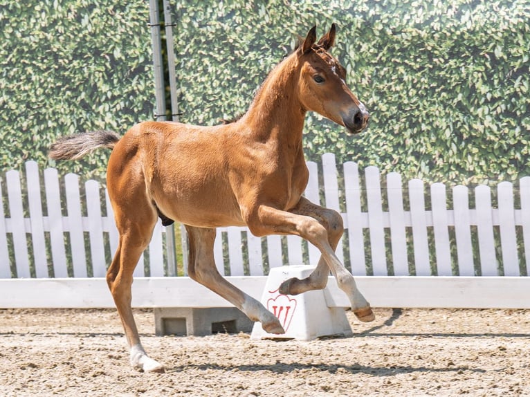 Westphalian Stallion  Brown in M&#xFC;nster Handorf