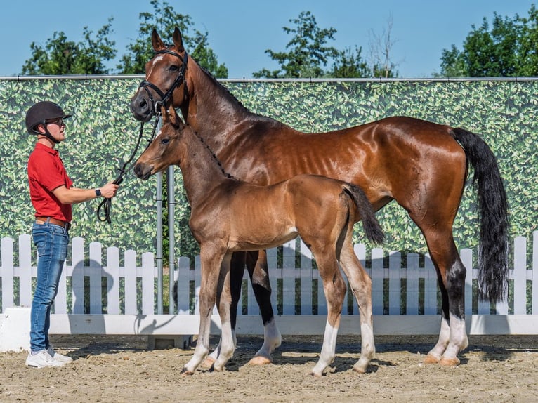 Westphalian Stallion  Brown in M&#xFC;nster Handorf