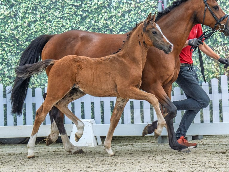 Westphalian Stallion  Brown in M&#xFC;nster Handorf
