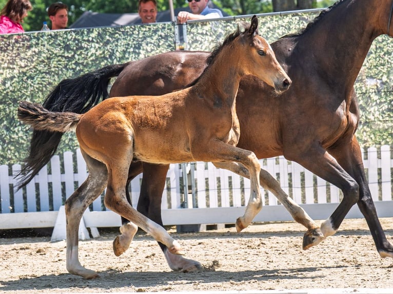 Westphalian Stallion  Brown in M&#xFC;nster Handorf
