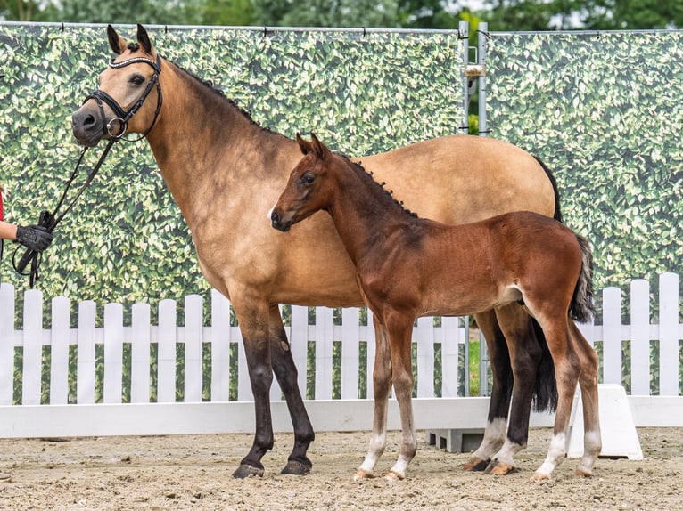 Westphalian Stallion  Brown in M&#xFC;nster Handorf