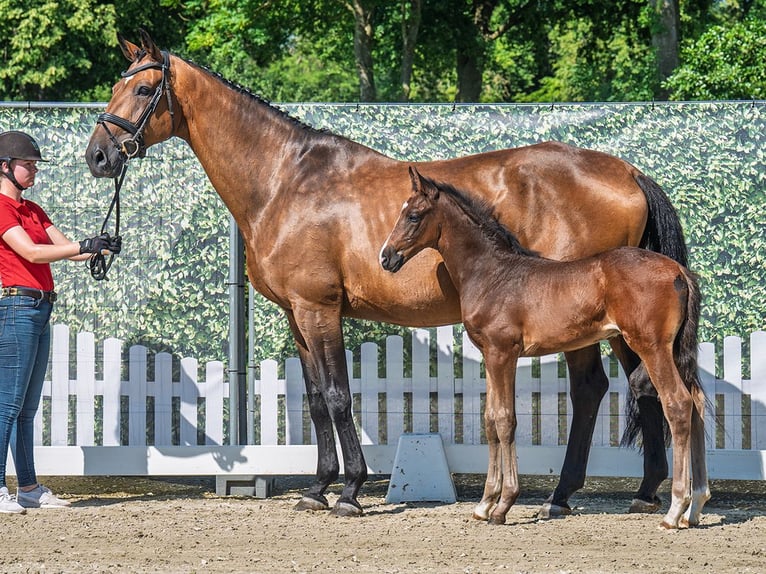 Westphalian Stallion  Brown in M&#xFC;nster Handorf