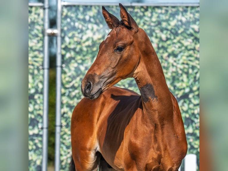 Westphalian Stallion Foal (06/2025) Brown in M&#xFC;nster-Handorf