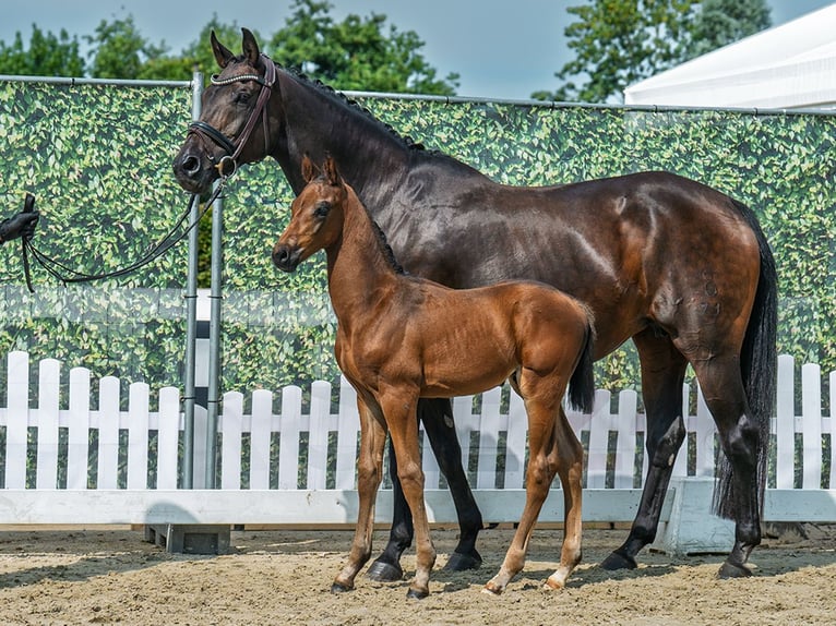 Westphalian Stallion Foal (06/2025) Brown in M&#xFC;nster-Handorf