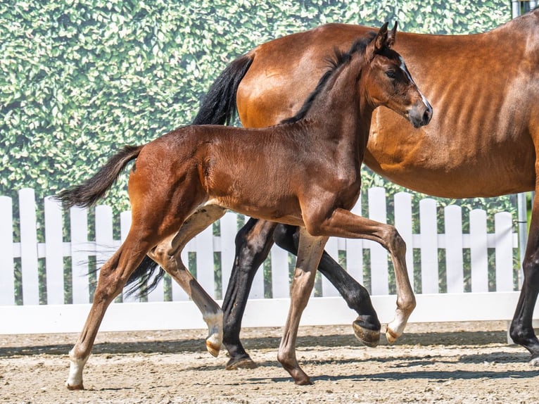 Westphalian Stallion  Brown in M&#xFC;nster Handorf