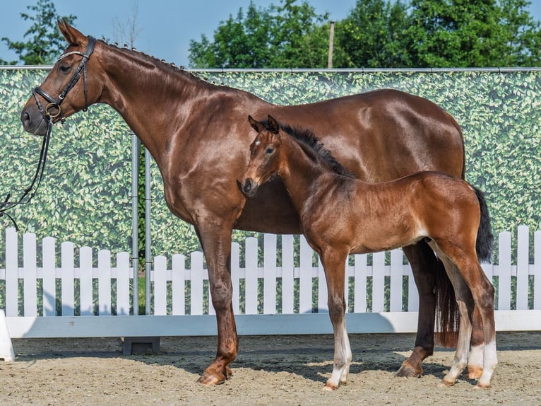 Westphalian Stallion  Brown in M&#xFC;nster Handorf
