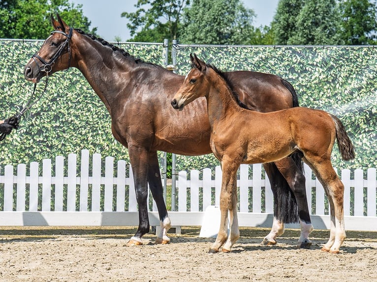 Westphalian Stallion  Brown in M&#xFC;nster Handorf