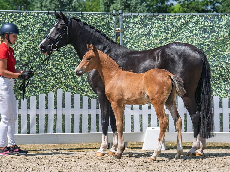 Westphalian Stallion  Brown in M&#xFC;nster Handorf