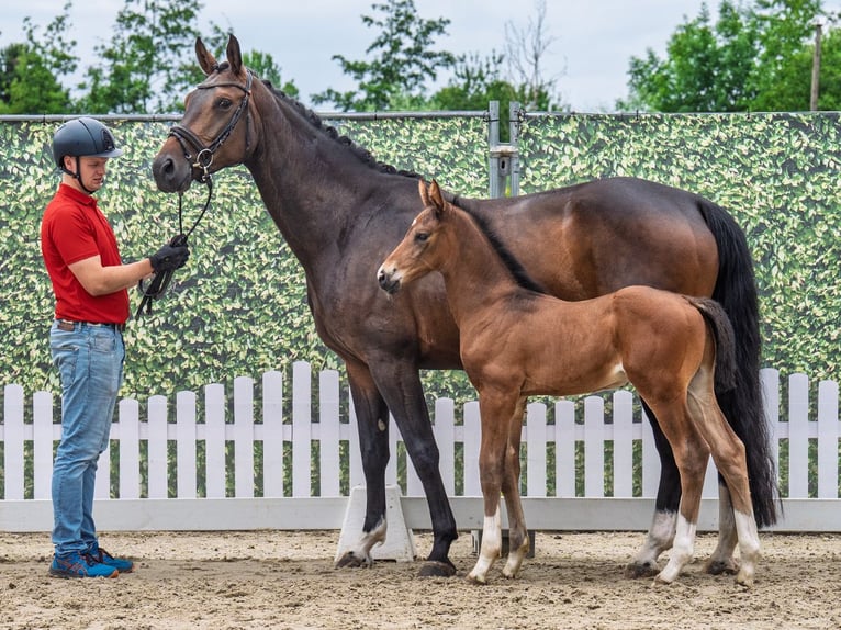 Westphalian Stallion  Brown in M&#xFC;nster Handorf