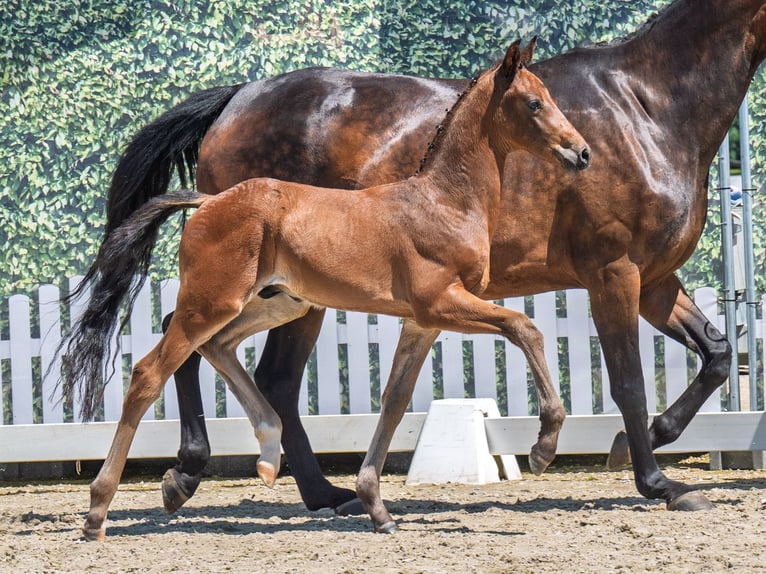 Westphalian Stallion  Brown in M&#xFC;nster Handorf